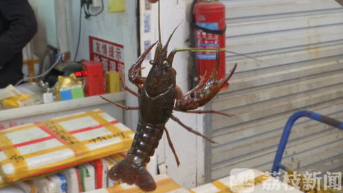 報告 2000斤湖北龍蝦已到達南京 吃貨們準備好了嗎